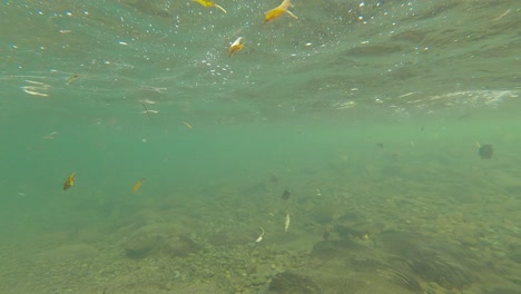 las hojas flotan bajo el agua o pasan con la suave corriente del río a principios del otoño