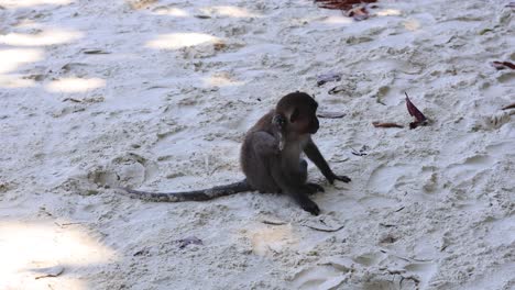 a monkey moves across a sandy surface.