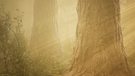 autumn forest and trees in morning fog