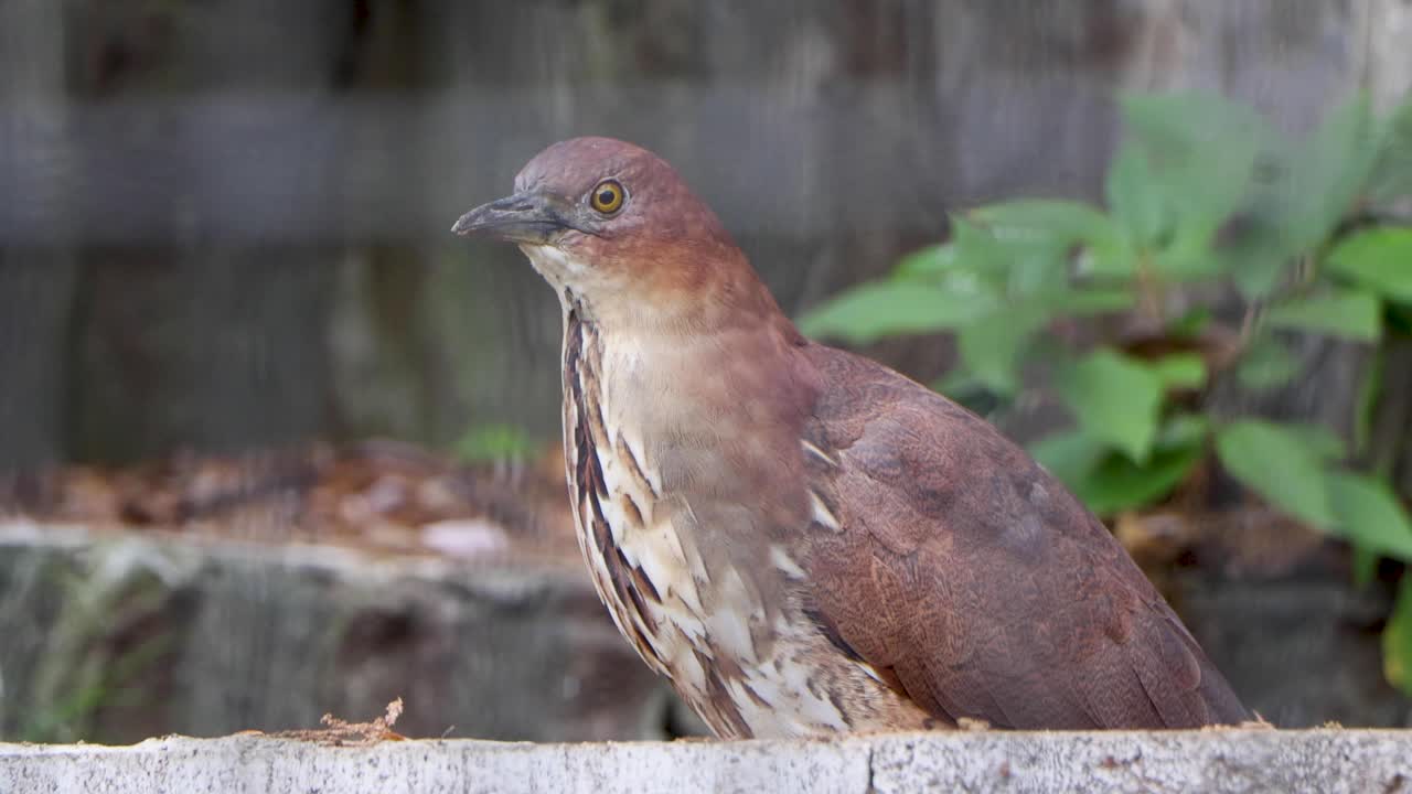 요코하마 최고의 전망