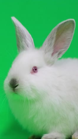 white rabbit with pink eyes on green background happy