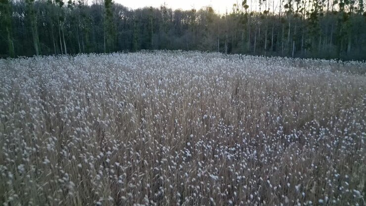 Drone che vola a bassa quota sopra spighe di grano che ondeggiano dolcemente al vento.