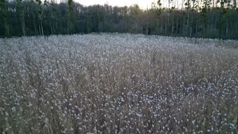 Drohne-Fliegt-In-Geringer-Höhe-über-Weizenähren,-Die-Sich-Sanft-Im-Wind-Wiegen