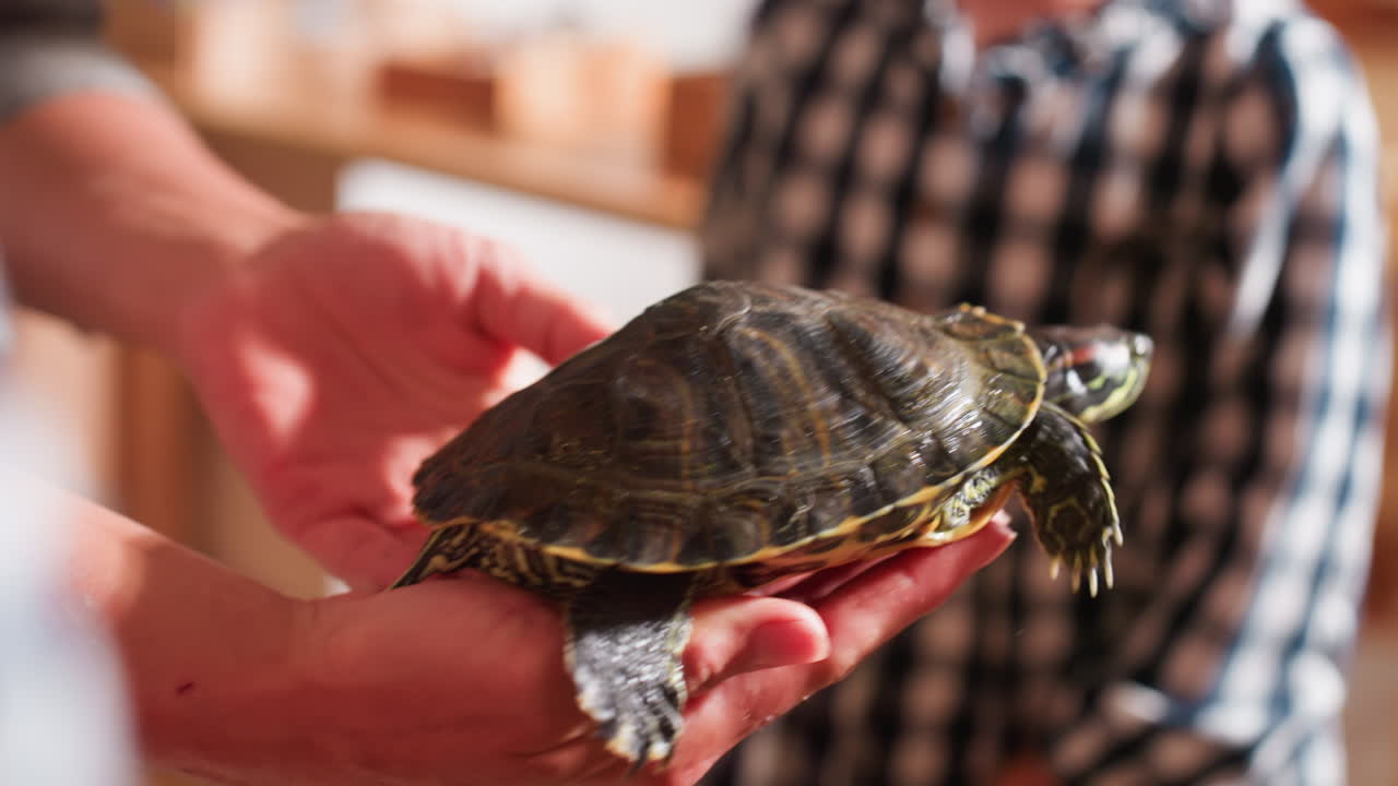 Close up of adult holding tortoise in hands as reptile stretches and attempts to move away, children in background observe with curiosity during classroom activity focused on learning