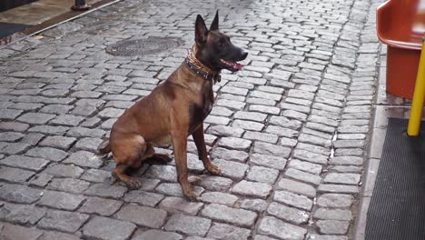 belgian malinois dog sitting on a cobblestone street