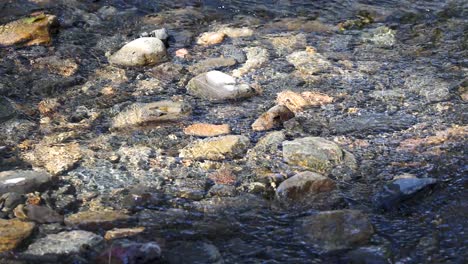 Shallow creek water flows gently over smooth rocks and pebbles, dappled with sunlight, in a tranquil forest setting near Bellingen, Australia