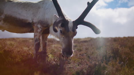 close up of velvet antler on big male reindeer, sunny day