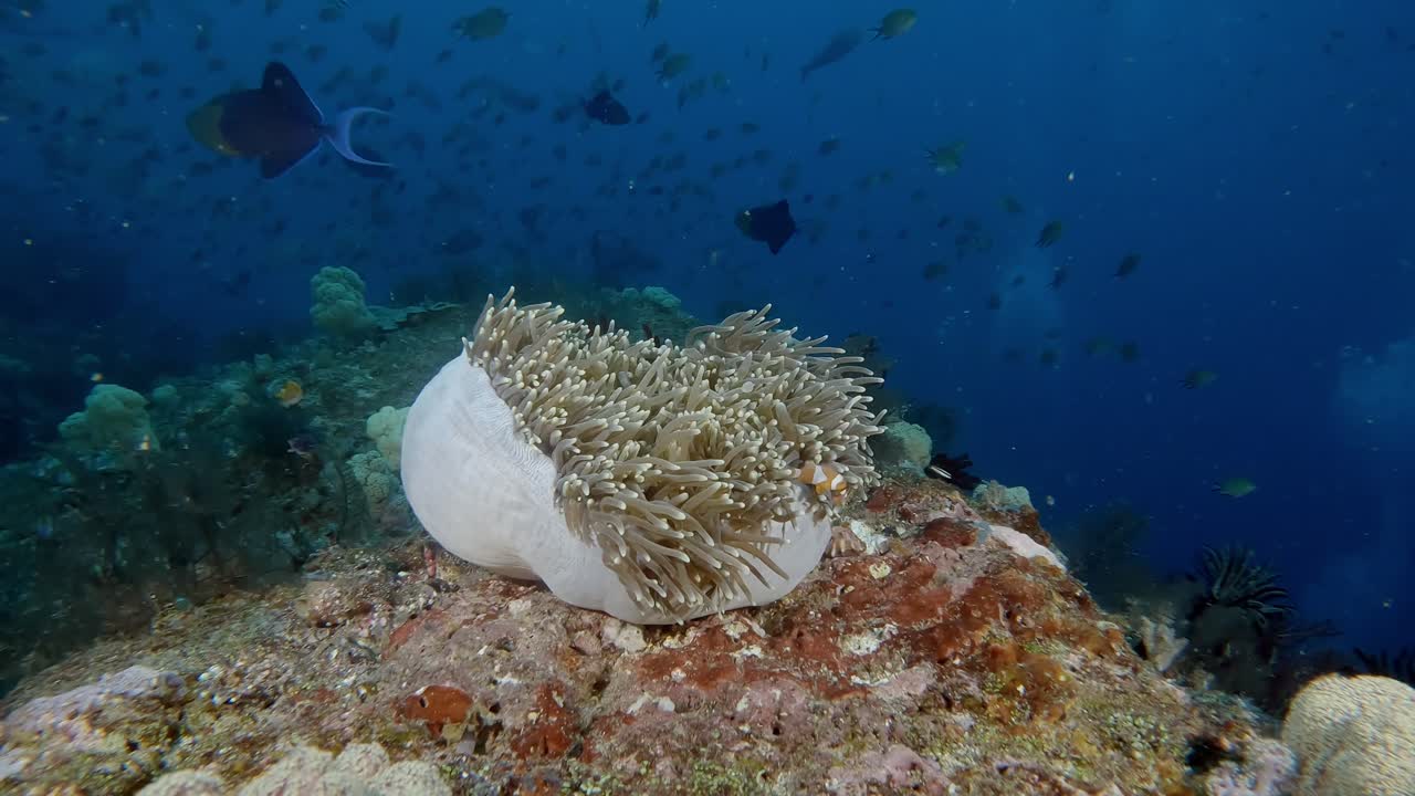 A Magnificent Anemone that is halfway closed with a family of False Anemone fish