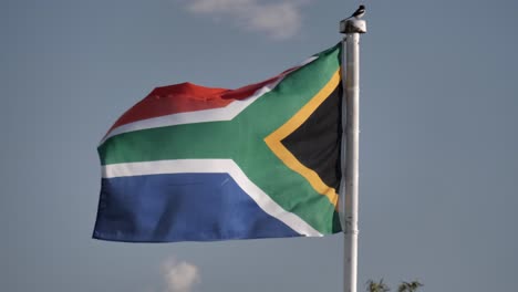 flag of south africa waves in breeze against blue sky, with small bird