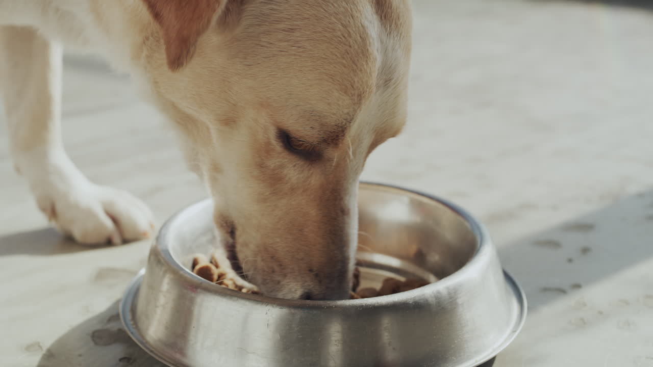 esta comida es la mejor que hay.