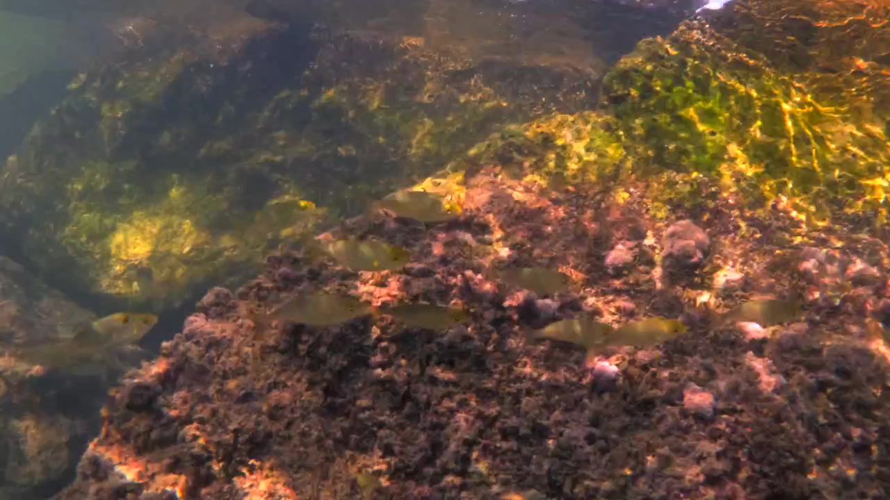 Small yellow fish swimming in a group near a sunlit rock covered in algae and marine plants on the ocean floor
