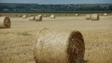boy relaxing on field. happy child boy relaxing on summer field