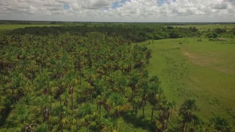 drone shot of a group of moriches palms in a green savanna