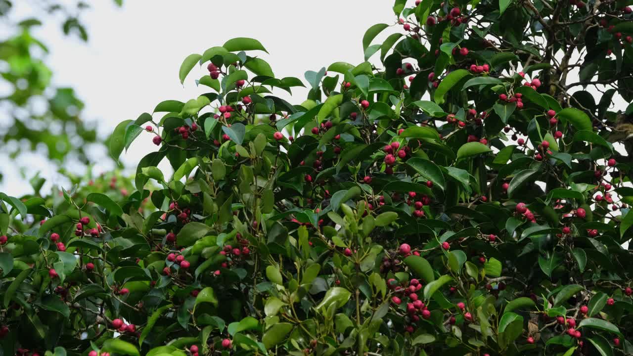 익은 과일 과 함께 가지 에 서서 먹이 를 먹고 떠나는 동양 의 피드 호른빌 안트라코세로스 알비로스트리스, 태국