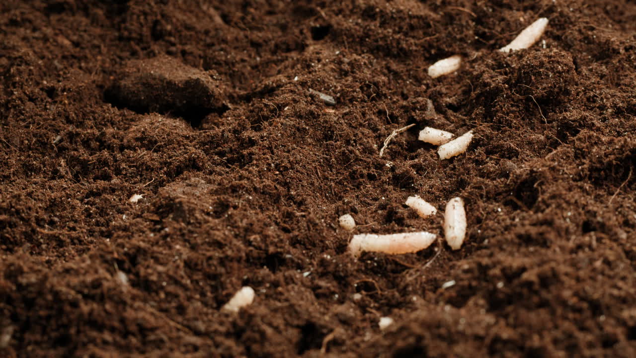 White Grubs in Soil
