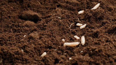 white grubs in soil