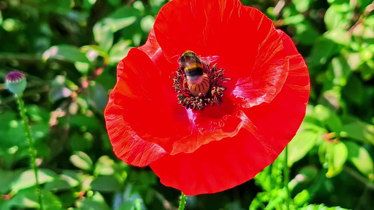 Scarlet red poppy flower open wide under daylight, detailed petals gently blowing