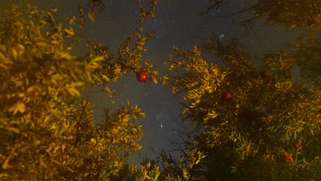 when the fog comes to my camera lens and make wonderful bokeh blur effect a night sky in iran persian pomegranate fruit tree orange leaves in autumn in desert city village town rural area local people