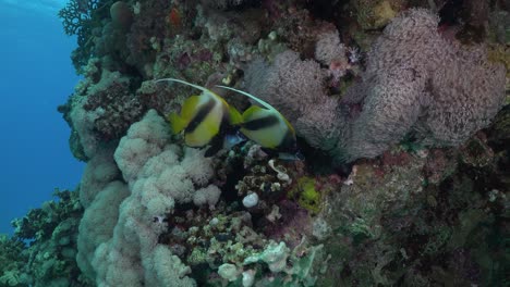 dos peces bandera nadando de cerca en el arrecife de coral en el mar rojo