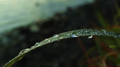 tiro macro de hojas verdes con gotas de agua de rocío sobre