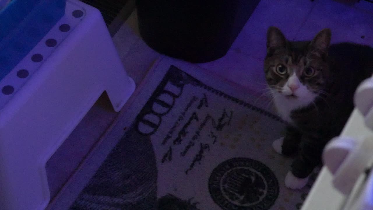 Curious Manx Cat Sitting on a One Hundred Dollar Bill