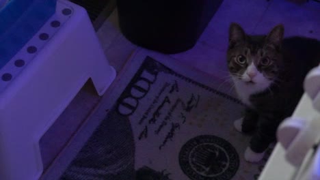 curious manx cat sitting on a one hundred dollar bill