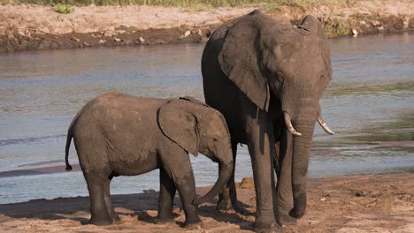 Elephant-baby-drinking-mother-milk,-next-to-a-river-in-Tarangire-National-Park,-Tanzania