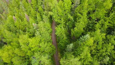 Vista-Aérea-A-Través-De-La-Ruptura-En-El-Dosel-Del-Bosque-Del-Hombre-Y-El-Perro-Corriendo-En-El-Sendero-Del-Bosque