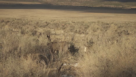 Venado-Siendo-Cazado-En-El-Bosque