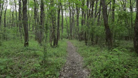 quiet forest path with nobody with even light, crane up shot wide angle