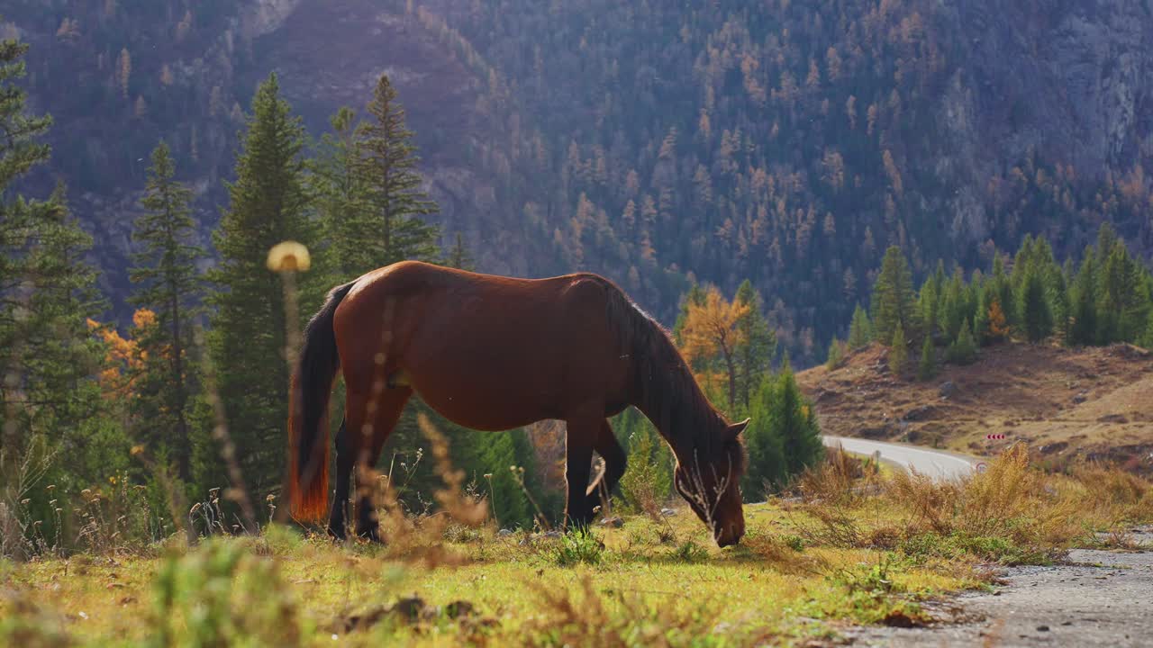 Horse Grazing in Autumn Mountains