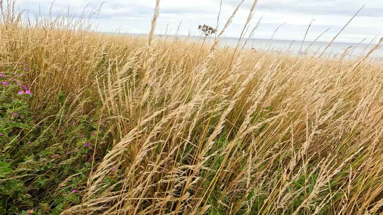 Camera slowly pans through tall golden wheat and wildflowers under overcast sky, revealing open field with distant horizon and soft natural lighting