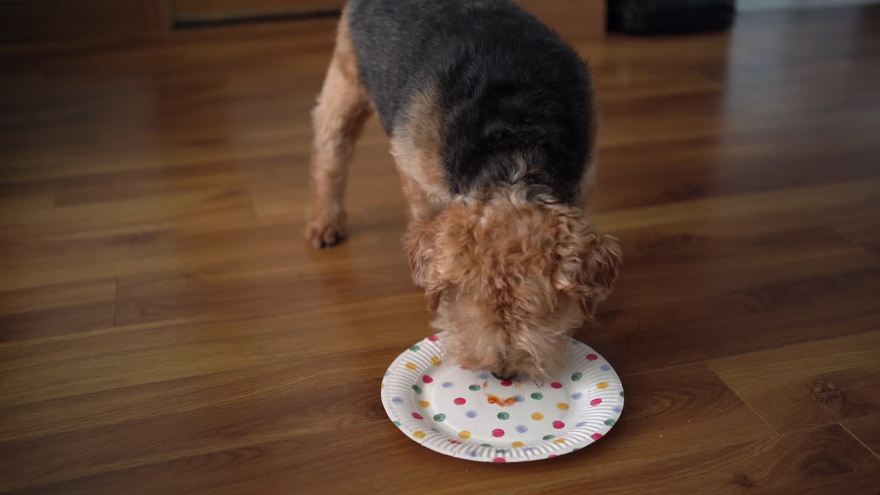 Small terrier dog licking a spotty party paper plate on wooden floor in the living room