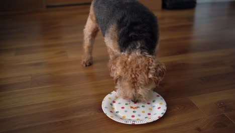 small terrier dog licking a spotty party paper plate on wooden floor in the living room