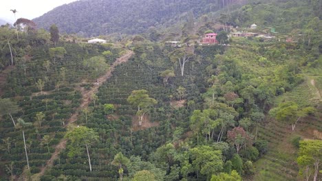 coffee plantation in the bolivian mountain jungle