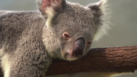 close up shot of a cute and adorable koala bear, phascolarctos cinereus hugging on tree trunk, lying down with eyes half open on a tranquil day, wildlife conservation, endangered species in australia