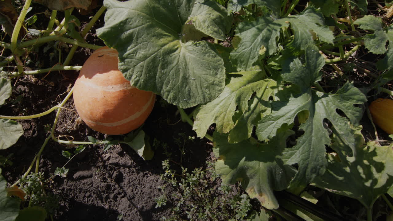 큰 호박은 정원 침대에서 성숙