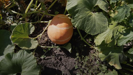 una calabaza grande madura en una cama de jardín