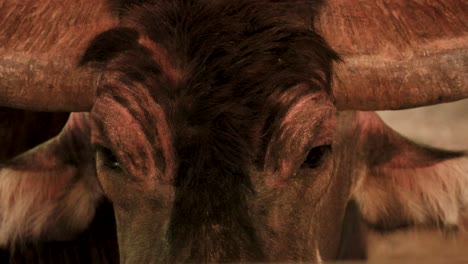 macro view of a buffalo's head, focusing on its horns and eyes with insects present. warm lighting enhances texture