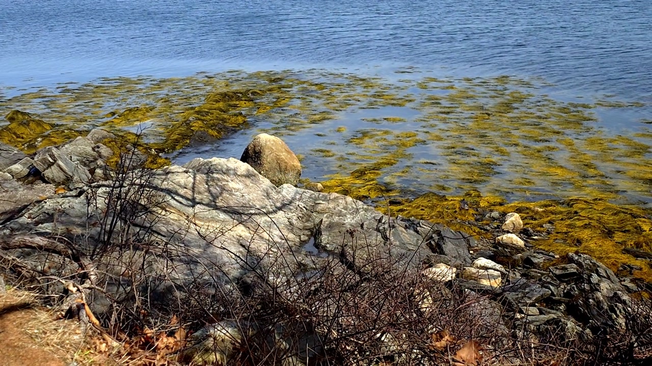 Seaweed floating on coast Mackworth Island, Portland, Maine