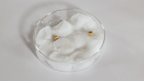 a scientist uses tweezers to place seeds on cotton wool in a petri dish under bright lighting
