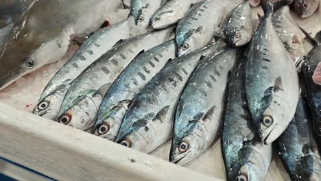 fresh seafood on display for sale in a fish market