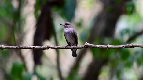 The-Asian-Brown-Flycatcher-is-a-small-passerine-bird-breeding-in-Japan,-Himalayas,-and-Siberia