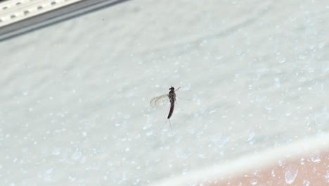 close up: one small mosquito insect climbing up a white surface wall alone