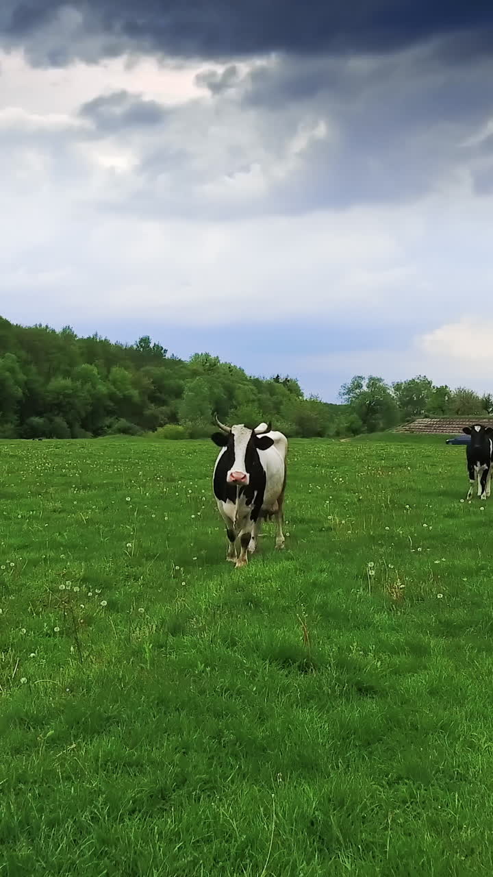 Few cows standing on the beautiful green meadow with white flowers. Black and white cow jumps away as the drone approaches it. Vertical video