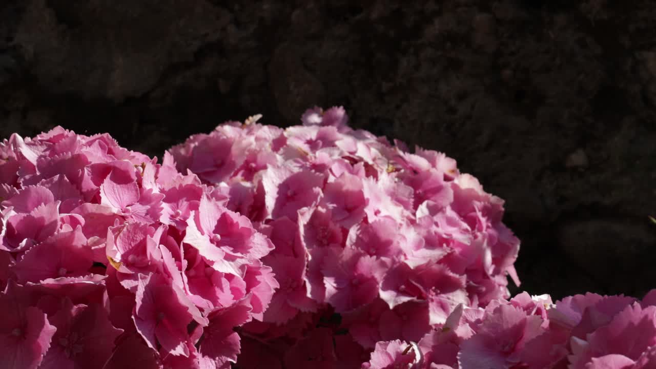 imágenes de unas hermosas flores de hortensia rosa