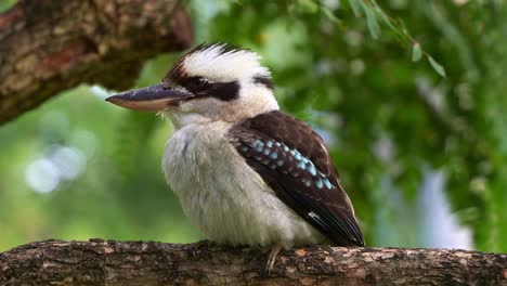 Laughing-kookaburra,-dacelo-novaeguineae-perched-on-the-tree-branch-on-a-windy-day-at-the-botanic-garden,-close-up-shot-of-Australian-native-bird-species