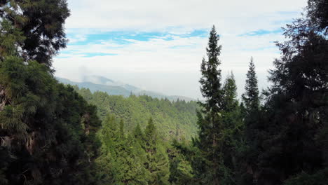 Aerial-drone-shot-of-forest-and-mountains-in-Xitou-Nature-Education-area-in-Taiwan-with-camera-moving-between-trees