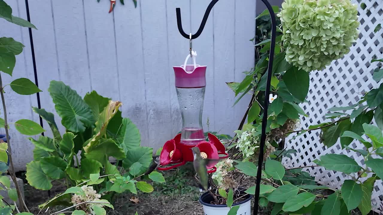 벌새 두 마리가 먹이통으로 날아와서 한 마리가 날아가요