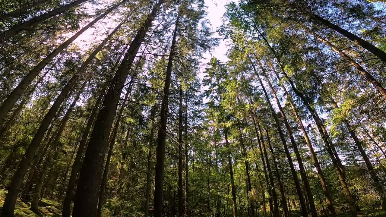 mirando a su alrededor en un frondoso bosque de pinos verde y pacífico con una lente gran angular